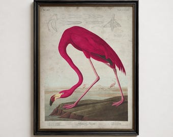 Impressão Audubon de Flamingo Americano, Arte de Parede Vintage com Pássaros, Pôster de Flamingo Rosa Costeiro, Decoração Antiga com Tema da Natureza