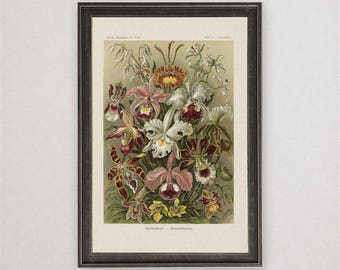 Ernst Haeckel Orchideae Print, Venusblumen Orchid Art, Vintage Botanical Wall Decor
