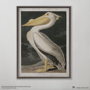 American White Pelican, John James Audubon, Vintage Wall Art, Vintage Wall Decor, Audubon Bird Print, Bird Illustrations