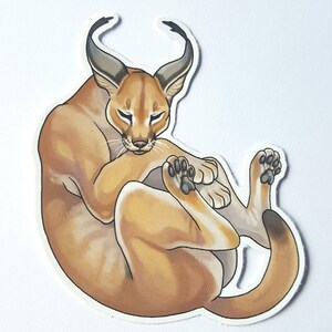 May include: A brown and tan caracal curled up with its paws tucked under its chin. The caracal has large, pointed ears and a long, bushy tail.