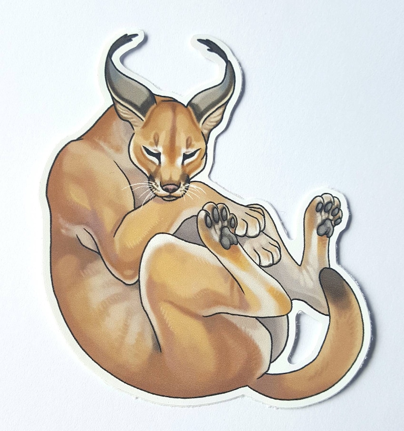 May include: A brown and tan caracal curled up with its paws tucked under its chin. The caracal has large, pointed ears and a long, bushy tail.