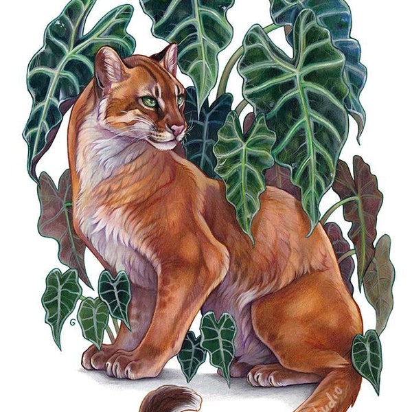 Alocasia Amazonica and bay cat, Matt art print