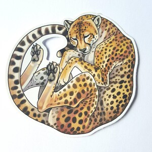 May include: A cheetah curled up in a circle, sleeping. The cheetah is brown and tan with black spots. The cheetah's tail is curled around its body.