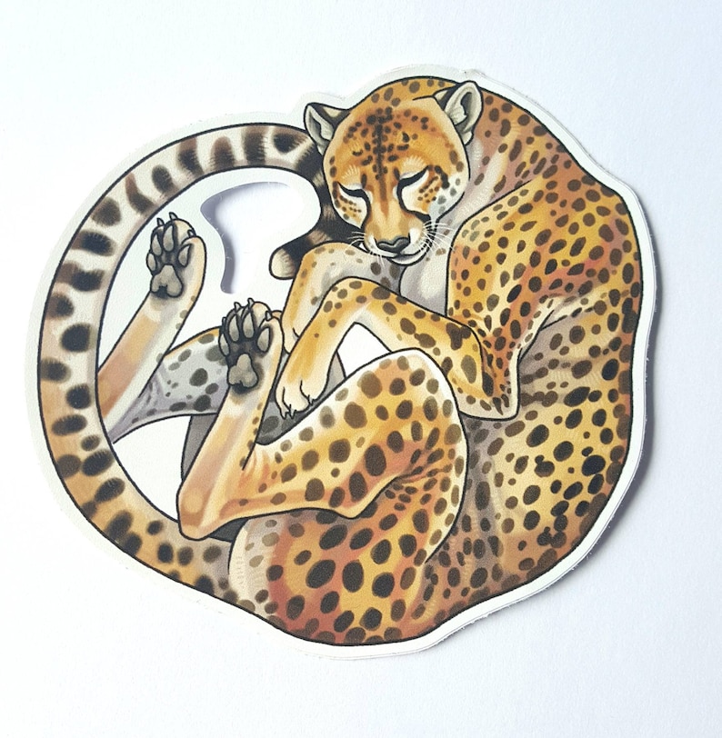 May include: A cheetah curled up in a circle, sleeping. The cheetah is brown and tan with black spots. The cheetah's tail is curled around its body.