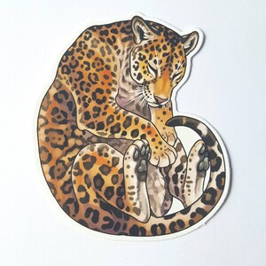 May include: A curled up jaguar with brown and black spots, sleeping with its head resting on its paws.
