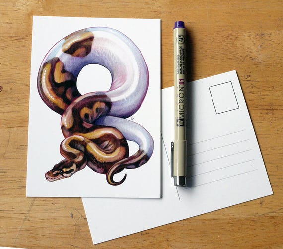 pied ball python postcard