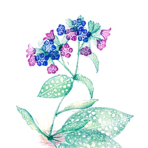 Impresión botánica Lungwort.  Mapa de arte A6.  Flores postal, mini cartel, ilustración de la naturaleza, mapa de la naturaleza, impresión de arte, pulmonaria.