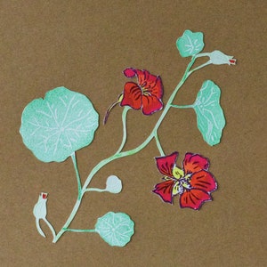 East Indian Cherry: Kunstkarte A6 botanische Illustration. Schultafel, Linoldruck, Karte, Naturillustration, Postkarte, Tropaeolum Majus
