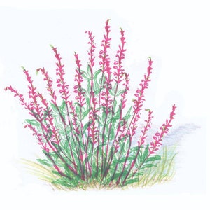 Botanical print A5: big loosestrife . Art print lythrum salicaria, purple loosestrife, floral illustration, nature poster, wild flower