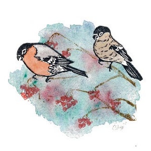 Goudvink  kunstkaart A6 met een natuurillustratie. vogels postkaart, miniposter, natuurkaart, natuur illustratie, art print