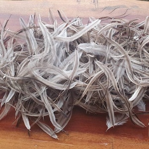 Emu feathers for craft materials