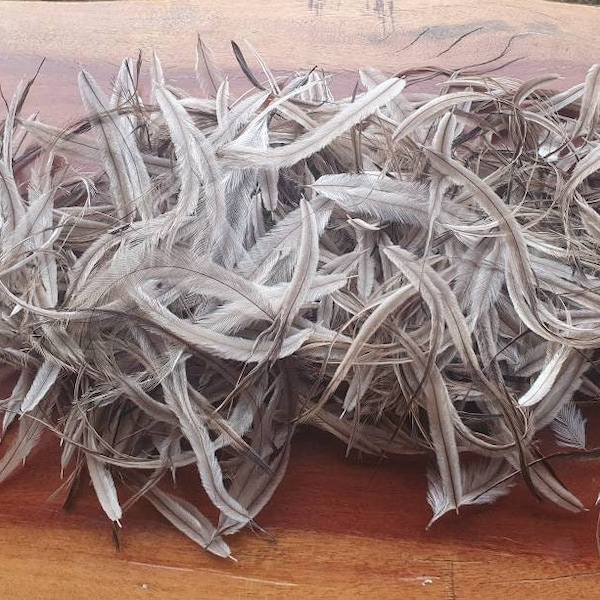 Emu feathers for craft work