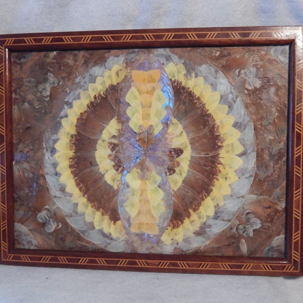 FREE Shipping! Antique LARGE 20"+ Marquetry Inlaid Wood Morpho Butterfly Wing Tray Moth