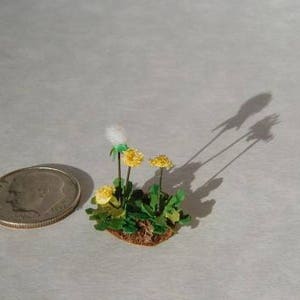 miniature dandelion