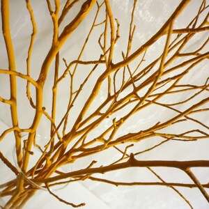 May include: A bunch of yellow painted branches in a clear glass vase. The branches are arranged in a fan shape, with the tips of the branches pointing upwards.