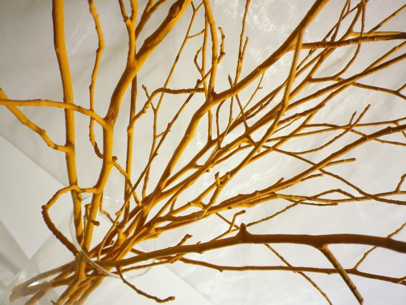 May include: A bunch of yellow painted branches in a clear glass vase. The branches are arranged in a fan shape, with the tips of the branches pointing upwards.