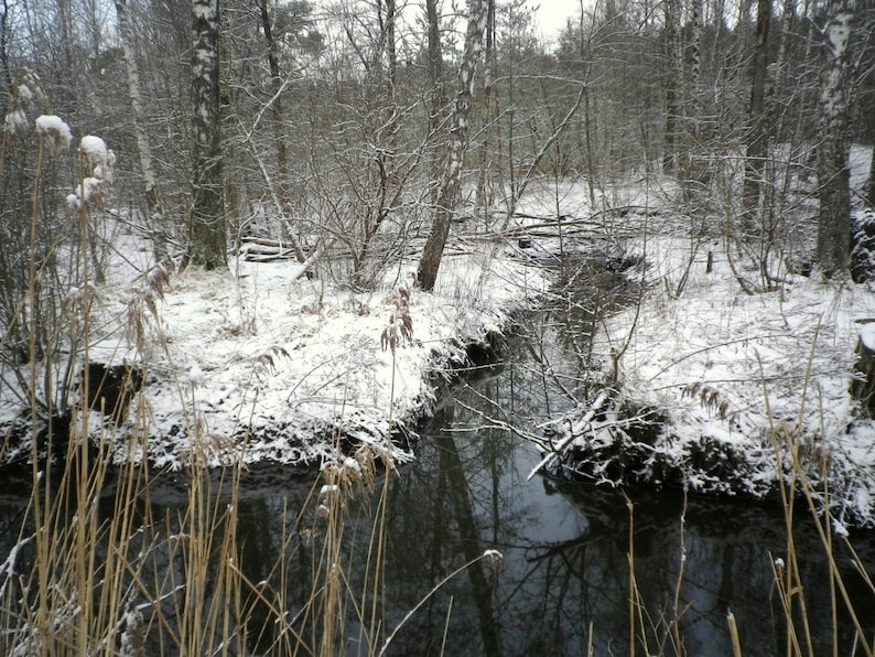 Decorative Tree Branches Set of 6 White Black Gold Colors Etsy
