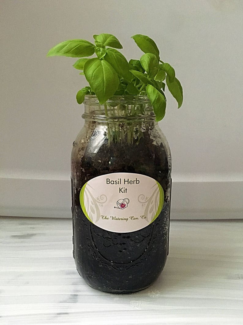 Organic Mason Jar Herb Kit Etsy