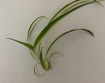 Rooted Spider Plant