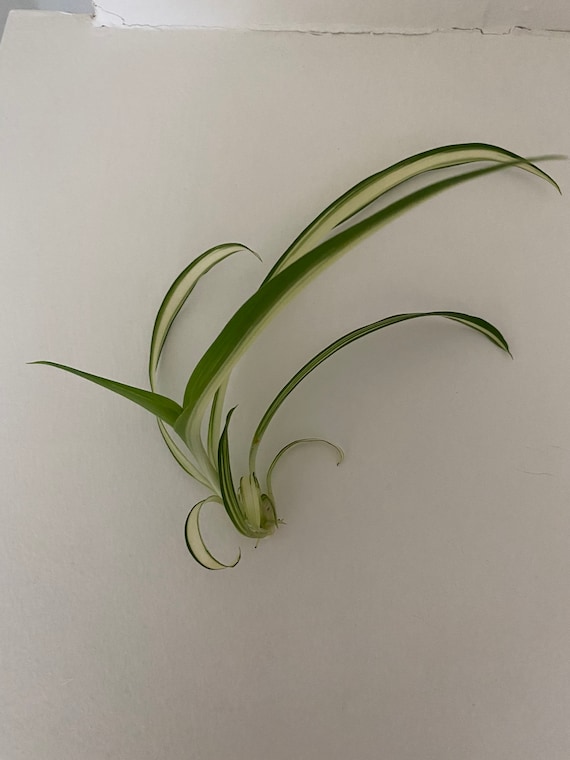 Rooted Spider Plant - Etsy