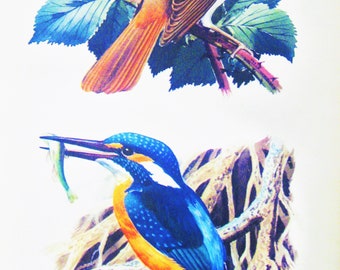 1940s Original Bird Print, Nightingale & Kingfisher, Wildlife Bird Print by Charles Tunnicliffe, Vintage Mid Century Retro MCM