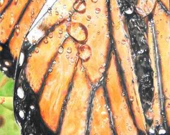 Butterfly Wingspan Print: Detailed Water Droplets