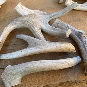 1lb of Antler Chews image 2