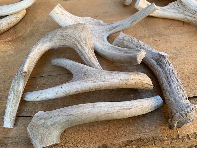 1lb of Antler Chews image 2