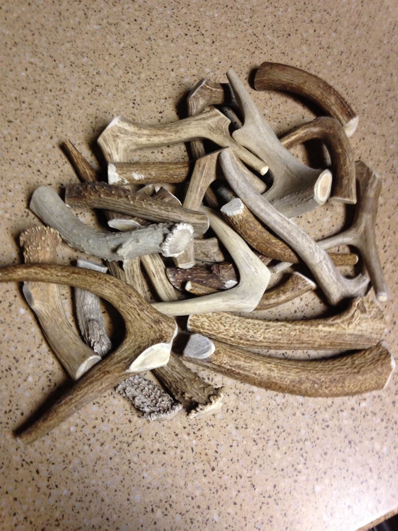 1lb of Antler Chews image 3