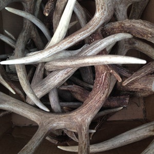 1lb of Antler Chews image 4