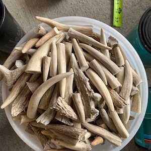 50 Deer Antler Tines