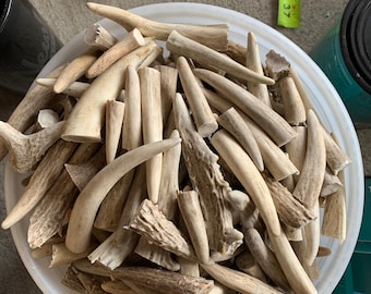 50 Deer Antler Tines
