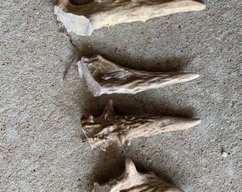 Eight Unique Deer Antler Tines