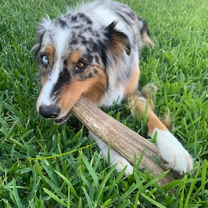 May include: A blue merle Australian Shepherd dog with one blue eye and one brown eye is chewing on a large brown antler. The dog is lying on green grass.