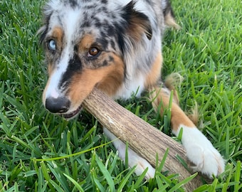 1lb of Antler Chews