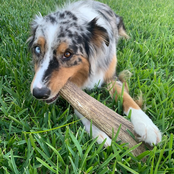 1lb of Antler Chews