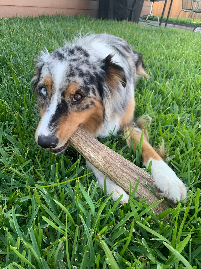 1lb of Antler Chews image 1