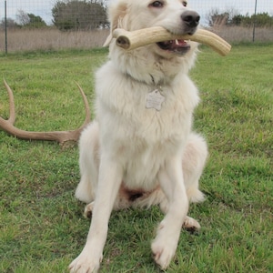 1lb of Antler Chews image 7