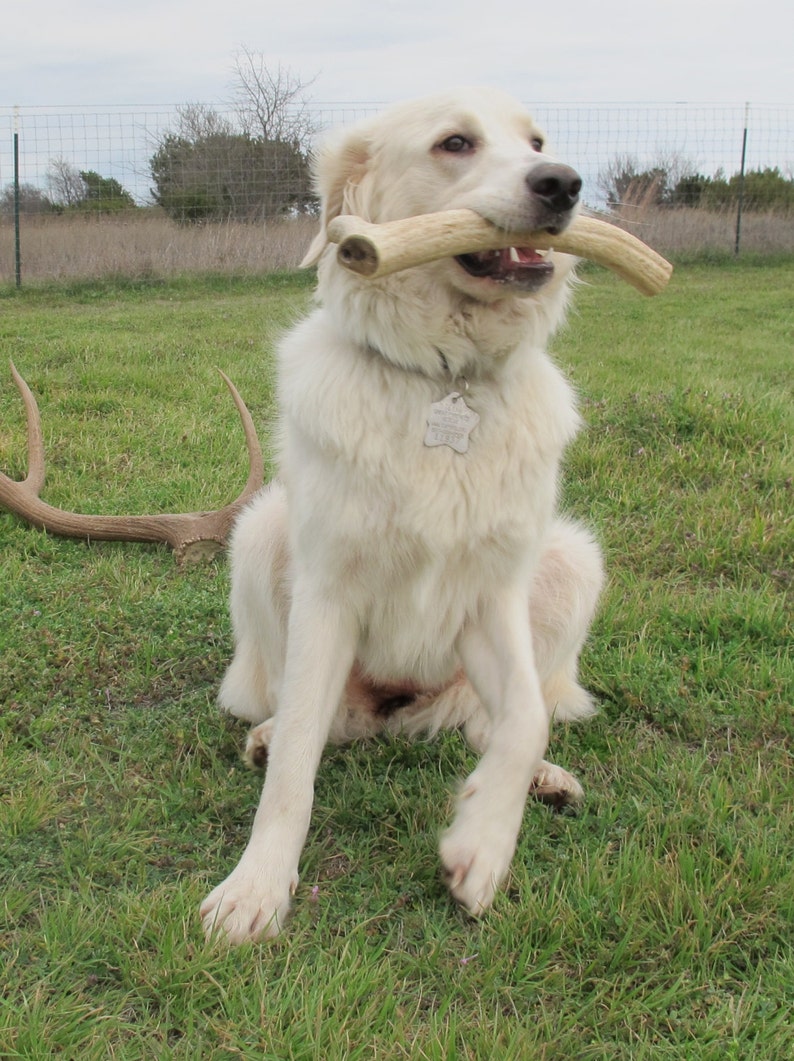 1lb of Antler Chews image 7