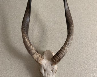 Texas Nyala Skull