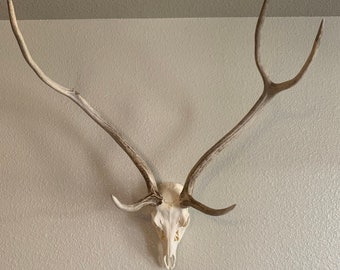 Texas Hill Country Axis Skulls