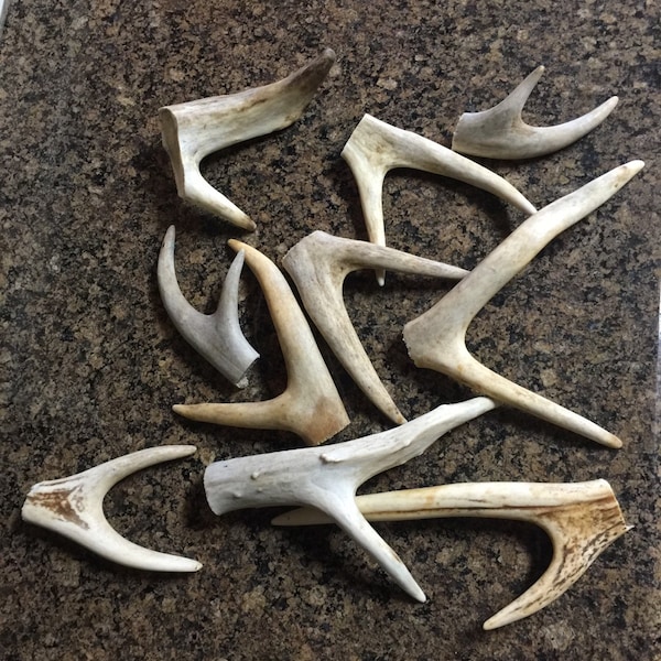 Five Forked Antler Tines (Made to Order)