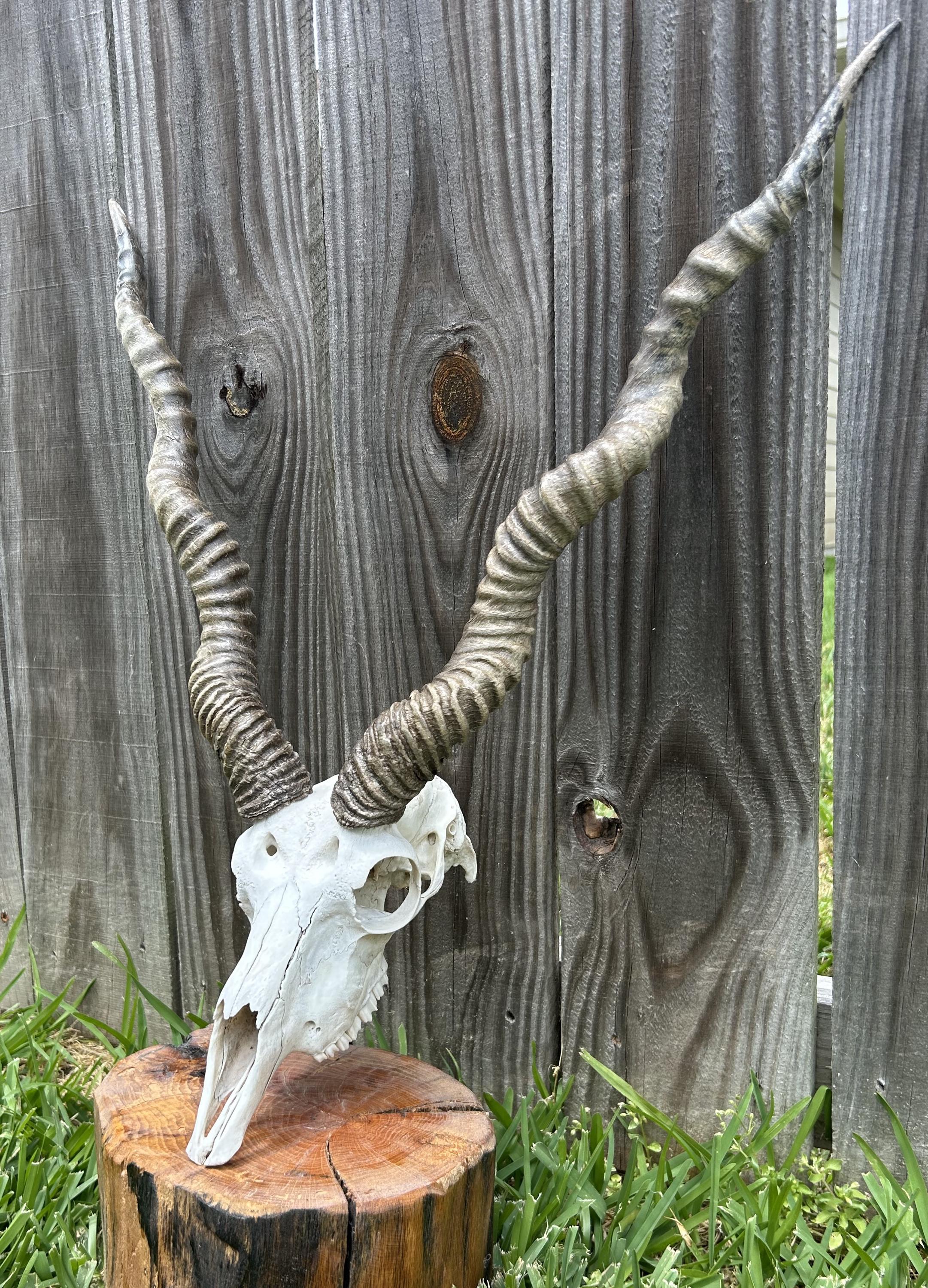 Blackbuck Antelope Skulls