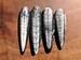 Fossil 4 Pack - 400 Million YO Orthoceras