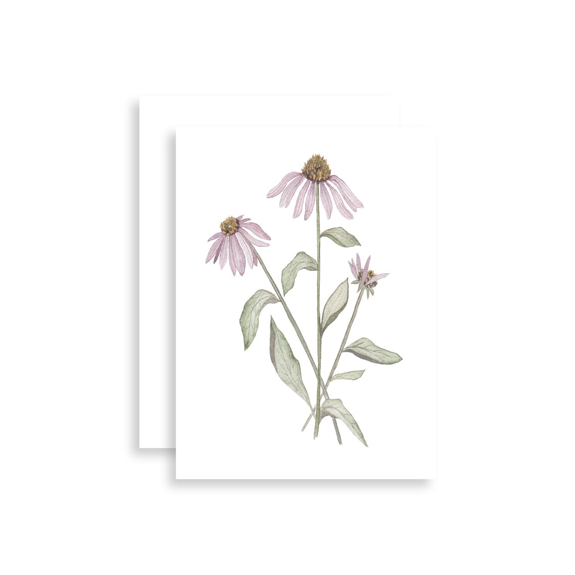 purple coneflower watercolor