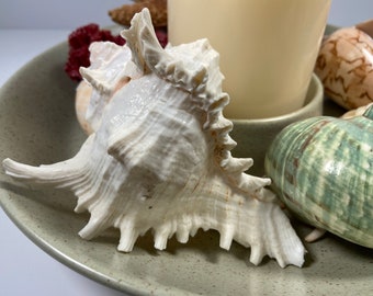 Murex Ramosus Seashell Large Ornate White Shell Coastal Decor Summer Beach Decor Beach House Cottage Beach Wedding Aquarium Decor Luau