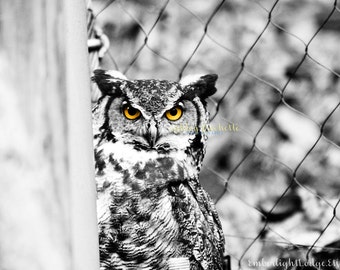 Great Horned Owl Black and White Print