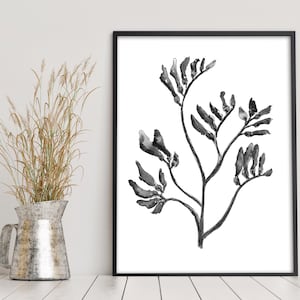 Kangaroo Paw Black and White Aussie Native Flower Wall Art Prints in Sizes A5 A4 A3 A2 Australian Botanicals