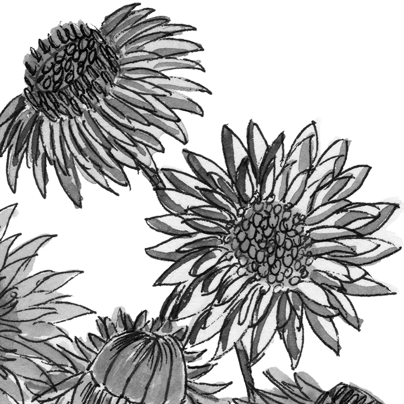 Paper Daisies Black and White Australian Native Flower Wall Art Prints ...