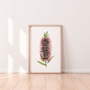 Red Lounge Room Art Callistemon Bottle Brush Australian Native Wall Art Print A5 A4 A3 A2